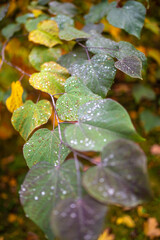 Blätter mit kleinen Wassertropfen wie Perlen auf der Oberfläche