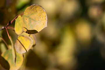 An aspen leaf turns yellow in early fall.