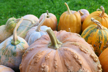 Closeup of pumpkins harvest.