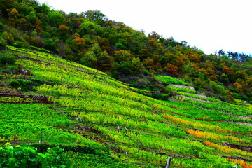 herbstliche Steillagenweinberge an der Mosel