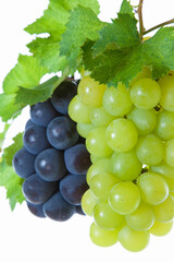 Obraz premium ブドウ