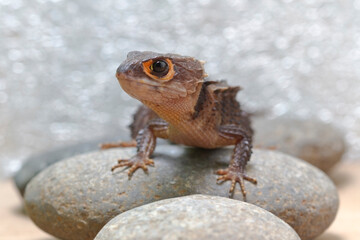 Red Eyed Crocodile Skink on stone