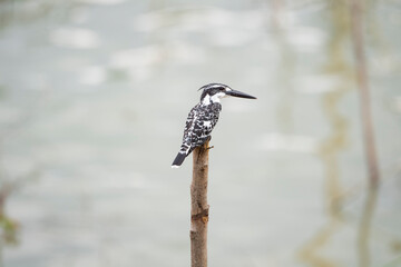 Pied Kingfisher