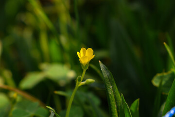 Obraz na płótnie Canvas yellow flower in the garden