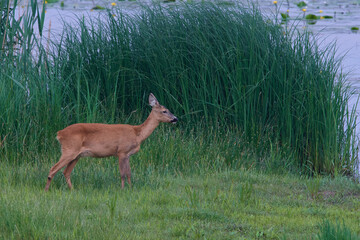 Reh am Morgen in der Oberlausitz	