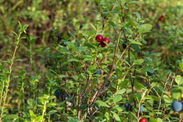 healthy, natural,organic red cranberries and blueberries with a Bush in the forest in summer and autumn