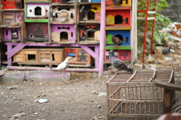 Fototapeta na wymiar Pigeon playing in its cages with her friends