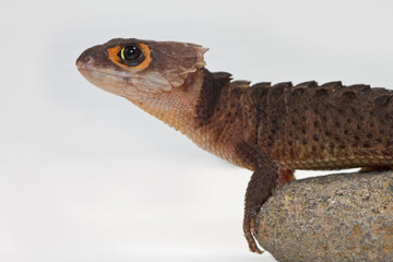 Fototapeta premium Red Eyed Crocodile Skink on stone