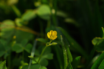 yellow tulip in the garden