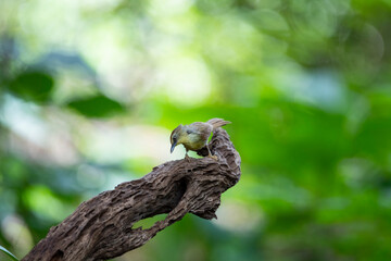 Pin - striped Tit Babbler