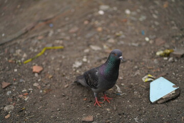 Pigeon is walking on the sand