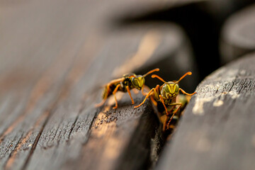 Close up shot of wasps	