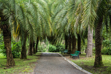 Palm trees in the arboretum park in Sochi.