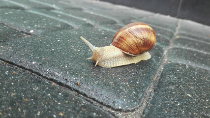 Snail crawling on road, background and foreground are blurred.