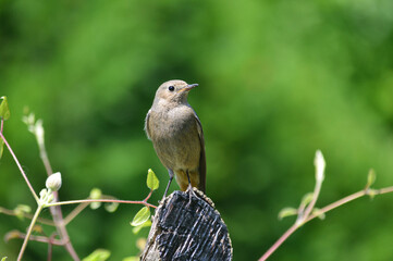 Redstart Phoenicurus