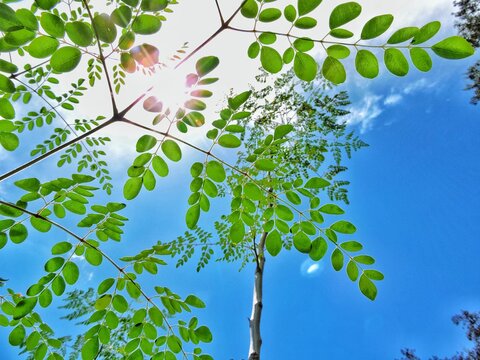 green leaves on a tree