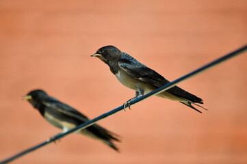 Swallows on a wire