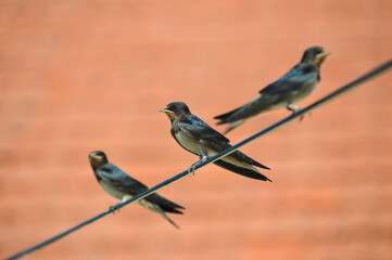 Swallows on the wire