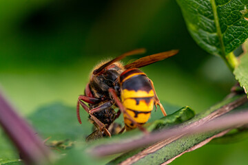 European hornet on leaf feeding