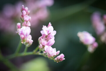 bouquet cherry blossom flowers pink green natives spring summer petals leaves blur close up	
