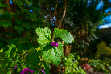 Purple flowers cultivated in a woodland garden in bright sunlight in autumn, Almere, Flevoland, The Netherlands, October 7, 2020