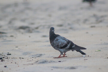 passaro praia e areia