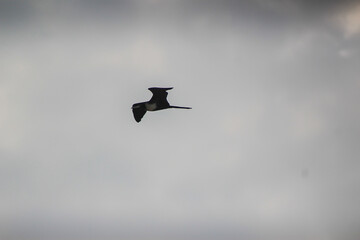 P&aacute;ssaro voando