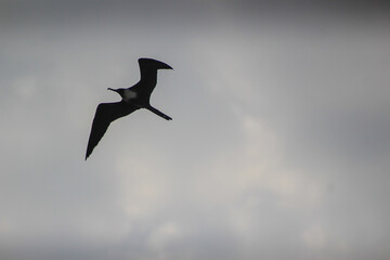 P&aacute;ssaro voando