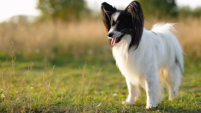 Portrait of happy and crazy papillon dog on field 