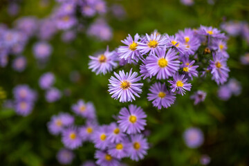 Schöne lila Blumen für Postkarten Glückwunschkarten Karten Ansichtskarten