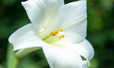 Fototapeta na wymiar White lily flower with yellow pollen on white petals, stamen and pistils. 