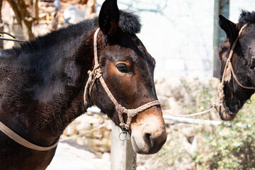 February 2019. Mules at the foot of the Baoxiang temple is also called the Shibao temple, which is located in the precipitous cliff of the mountain of Foding in Dalì.