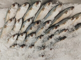 Mackerel on ice In the supermarket,Fresh short-bodied mackerel preserved on ice cubes