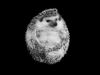 chester the hedgehog