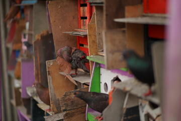 Pigeon playing in its cages with her friends
