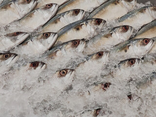 Mackerel on ice In the supermarket,Fresh short-bodied mackerel preserved on ice cubes