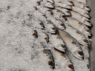 Mackerel on ice In the supermarket,Fresh short-bodied mackerel preserved on ice cubes