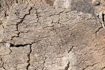 Pile of raw cork newly stripped from tree drying in the sun