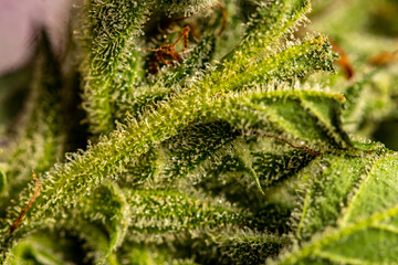 Detail crystals on marijuana leaf	