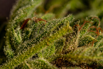 Obraz na płótnie Canvas Crystals on marijuana leaf 