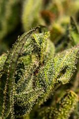 Close up shot of pot	