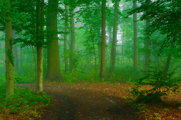 Forest trail in autumn with light fog in Germany,Autumn foliage on the forest floor of beech trees