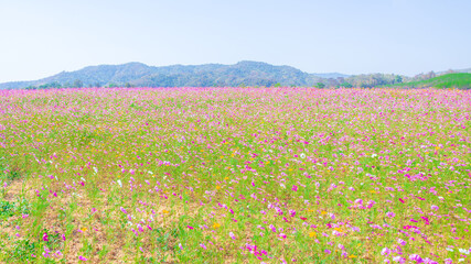 Cosmos or daisy colorful pink flower field on the mountain hill meadow.