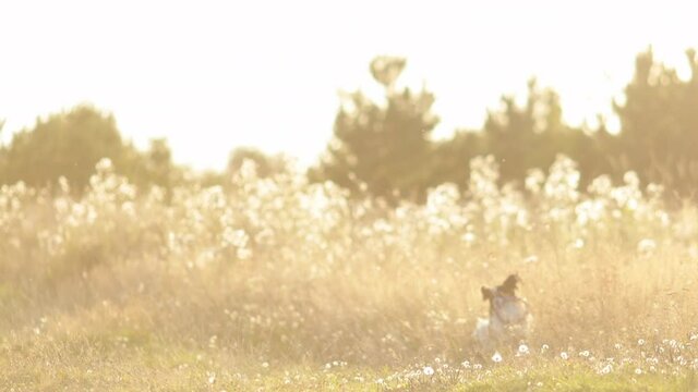 Portrait of happy and crazy papillon dog running fast on the path in the field. Cute and beautiful dog breed continental toy spaniel having fun outdoors in fall