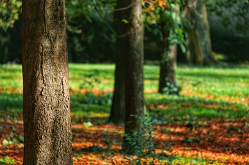 Foresta autunnale con alberi e fogliame, concetto di stagione autunno e natura
