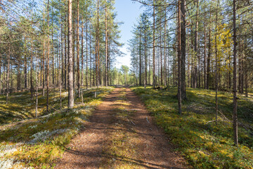 The road in the forest, north of Russia. Many pine trees