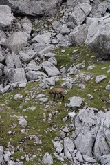 Chamois buck in the Austrian Alps in summer