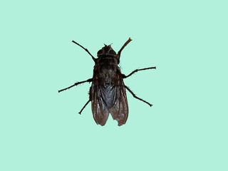 Large fly on a light green background