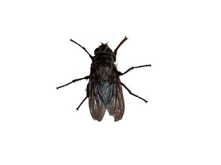 Large fly on white background