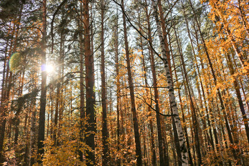Fototapeta premium Indian summer is an autumn mixed forest with birches and pines. Colorful yellow birch foliage. Sunbeams making their way through tree branches.